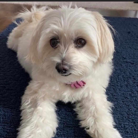 Meet your Posher, Posh - Picture 1 of 1